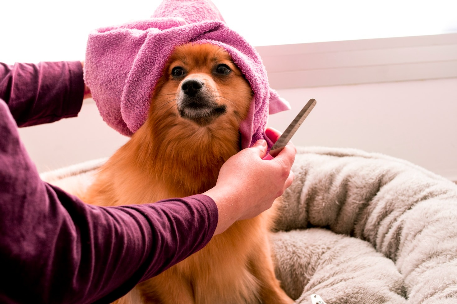 A Guide to Choosing Pet Grooming Services